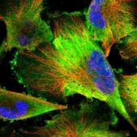 Anti-PDAP1 antibody produced in rabbit