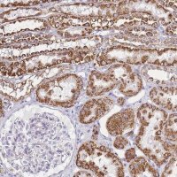 Anti-PDCD7 antibody produced in rabbit 