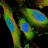 Anti-PDCL antibody produced in rabbit