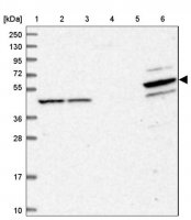Anti-PDE12 antibody produced in rabbit 