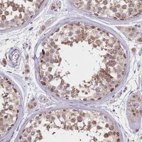 Anti-PDE6D antibody produced in rabbit 