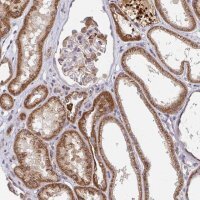 Anti-PDF antibody produced in rabbit 