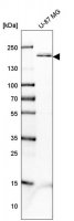 Anti-PDGFRB antibody produced in rabbit