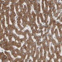 Anti-PDIA4 antibody produced in rabbit HPA006140-100UL
