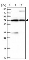 Anti-PDILT antibody produced in rabbit 