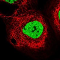 Anti-PDS5B antibody produced in rabbit 