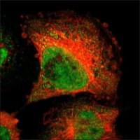 Anti-PDXP antibody produced in rabbit HPA001099-100UL