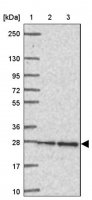 Anti-PDYN antibody produced in rabbit