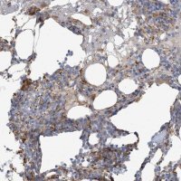 Anti-PEAR1 antibody produced in rabbit
