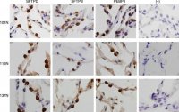 Anti-PEBP4 antibody produced in rabbit 