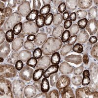 Anti-PEBP4 antibody produced in rabbit 