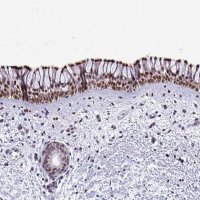 Anti-PELI2 antibody produced in rabbit HPA053182-100UL