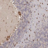 Anti-PELI3 antibody produced in rabbit 