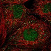 Anti-PELI3 antibody produced in rabbit 