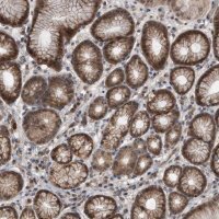 Anti-PELO antibody produced in rabbit