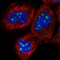 Anti-PELO antibody produced in rabbit