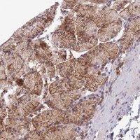 Anti-PEX16 antibody produced in rabbit HPA043286-100UL