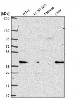Anti-PEX19 antibody produced in rabbit HPA051966-100UL