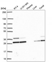 Anti-PGAM1 antibody produced in rabbit 