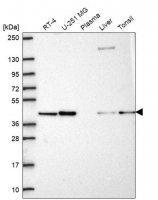 Anti-PGK2 antibody produced in rabbit 
