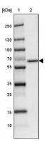 Anti-PGM1 antibody produced in rabbit HPA046329-100UL