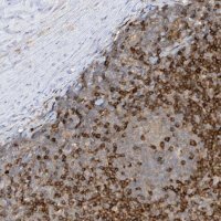Anti-PHACTR2 antibody produced in rabbit 
