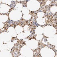 Anti-PHACTR2 antibody produced in rabbit 