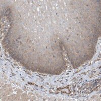 Anti-PHACTR4 antibody produced in rabbit