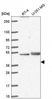 Anti-PHAX antibody produced in rabbit HPA059630-100UL