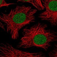 Anti-PHF10 antibody produced in rabbit