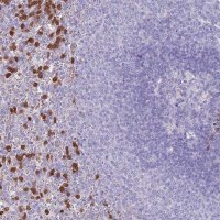 Anti-PHLPP2 antibody produced in rabbit
