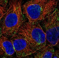 Anti-PHLPP2 antibody produced in rabbit