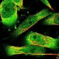 Anti-PHPT1 antibody produced in rabbit 