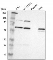 Anti-PI4KB antibody produced in rabbit