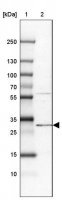 Anti-PIGC antibody produced in rabbit HPA036663-100UL