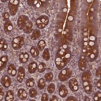 Anti-PIK3R2 antibody produced in rabbit 