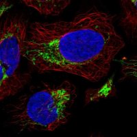 Anti-PILRB antibody produced in rabbit