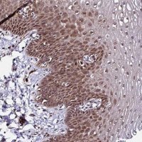 Anti-PIN4 antibody produced in rabbit 