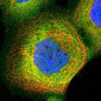 Anti-PIP5K1A antibody produced in rabbit 