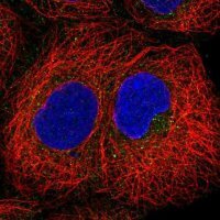 Anti-PIP5KL1 antibody produced in rabbit 