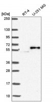 Anti-PJA2 antibody produced in rabbit 