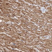 Anti-PKD1L1 antibody produced in rabbit 