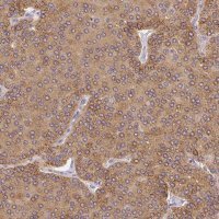 Anti-PLA2G4A antibody produced in rabbit 
