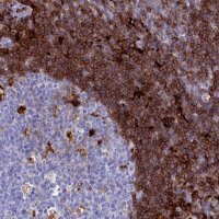 Anti-PLAC8 antibody produced in rabbit HPA040465-100UL