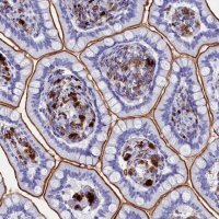 Anti-PLAC8 antibody produced in rabbit HPA040465-100UL