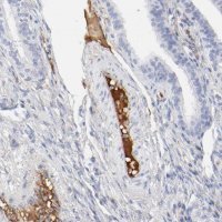 Anti-PLAT antibody produced in rabbit 