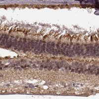 Anti-PLCB4 antibody produced in rabbit 