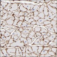 Anti-PLCH2 antibody produced in rabbit HPA003346-100UL