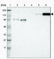 Anti-PLCH2 antibody produced in rabbit HPA003346-100UL