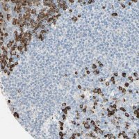 Anti-PLCXD1 antibody produced in rabbit